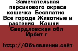 Замечательная персикового окраса кошечка. Бесплатно - Все города Животные и растения » Кошки   . Свердловская обл.,Ирбит г.